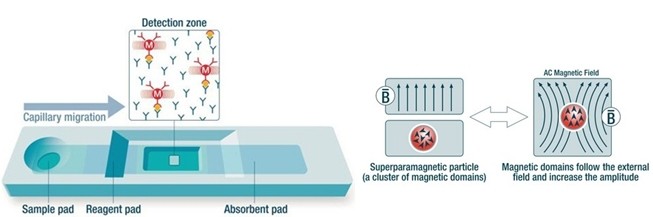 順磁微球免疫層析定量檢測技術平臺 順磁微球免疫層析定量檢測技術平臺